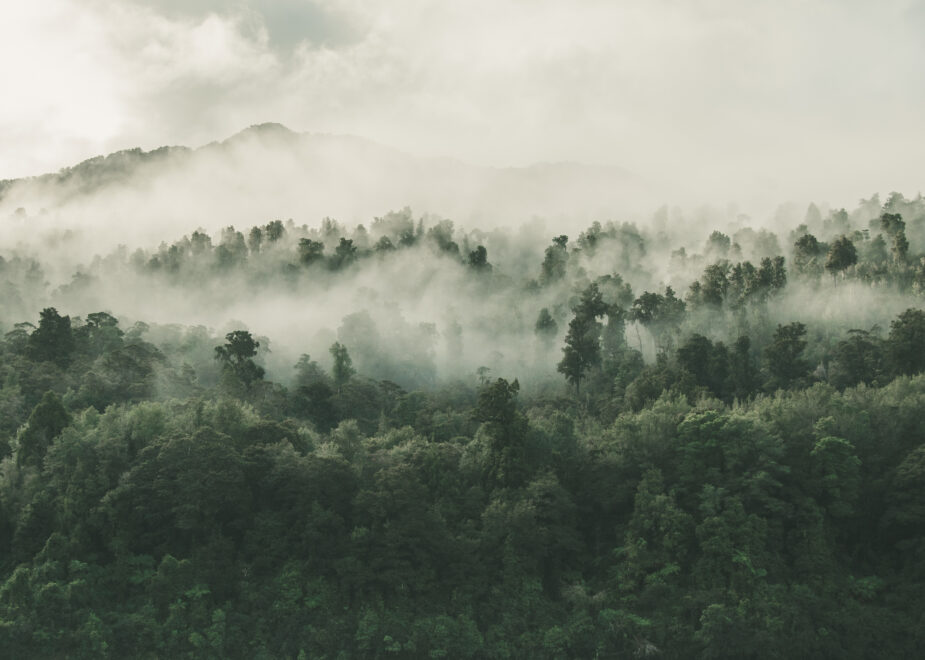 Les dégâts de la tempête Caetano sur nos forêts