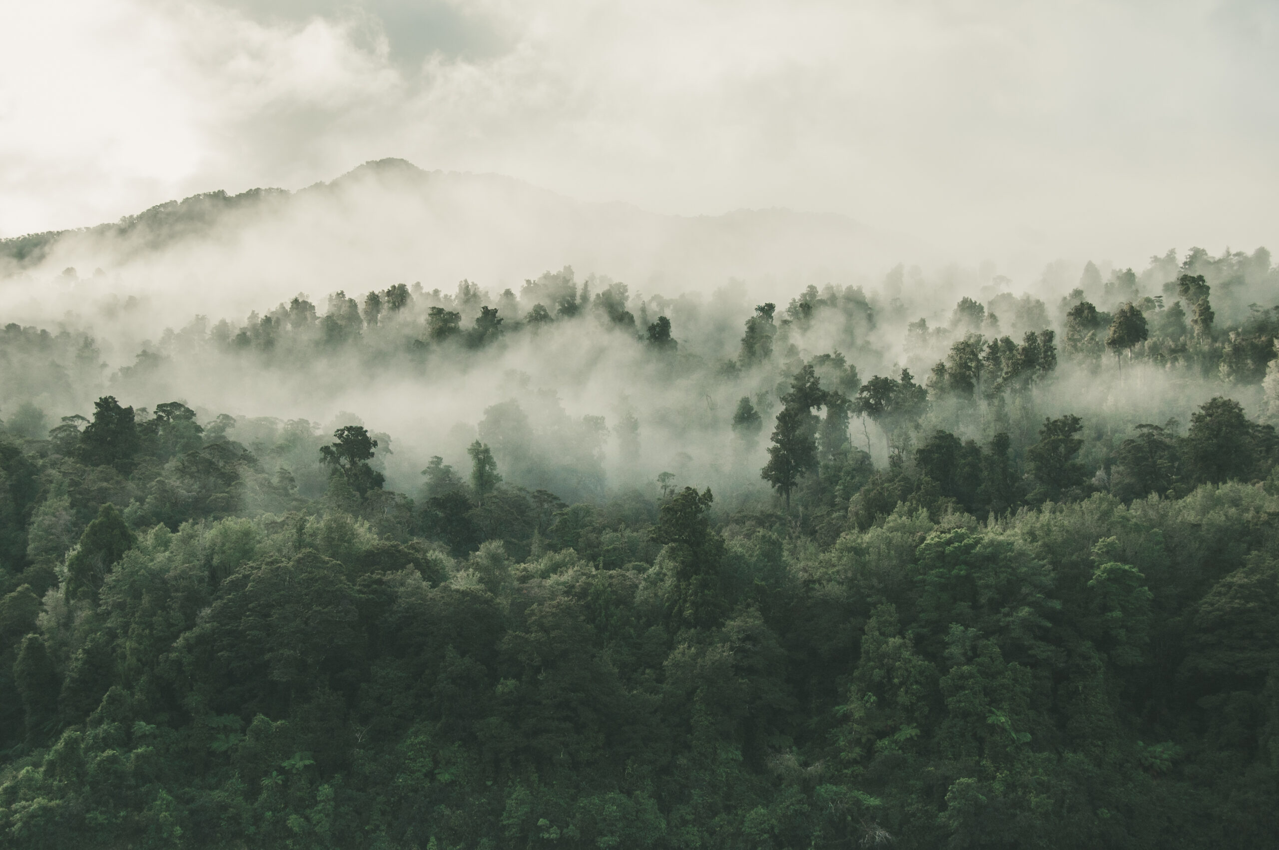 Forêt et brouillard www.planter1arbre.fr