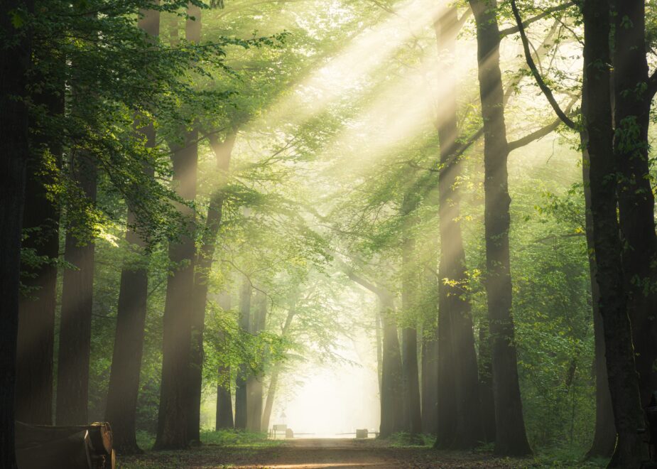 Une forêt durable à l&rsquo;épreuve du réchauffement climatique