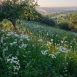 Prairie de fleur et Arbres www.planter1arbre.fr