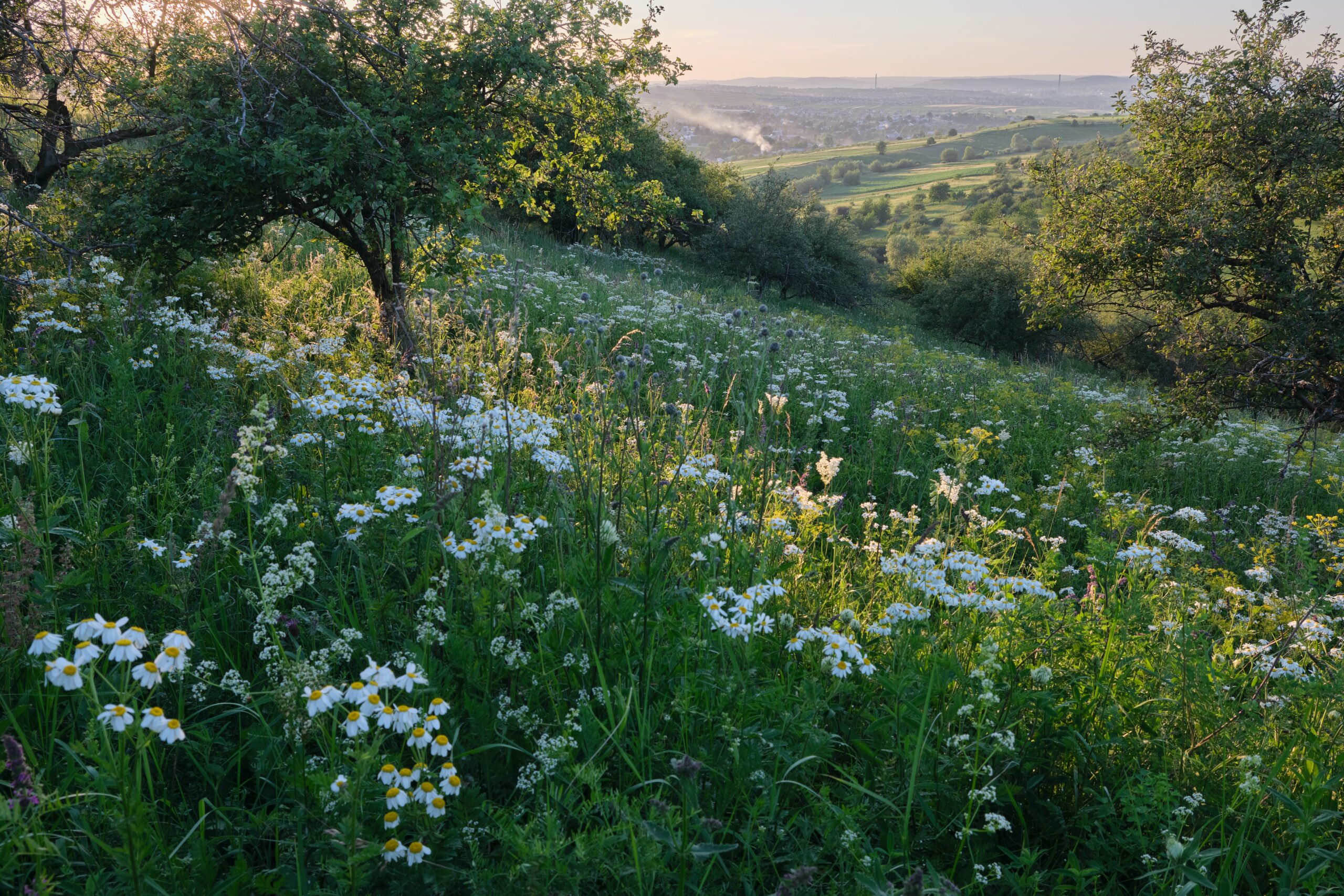 Prairie de fleur et Arbres www.planter1arbre.fr