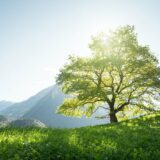 un arbre au milieu de la prairie sur www.planter1arbre.fr