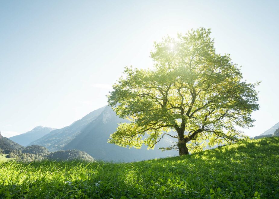 Comment les arbres permettent-ils de faire baisser le taux de CO2