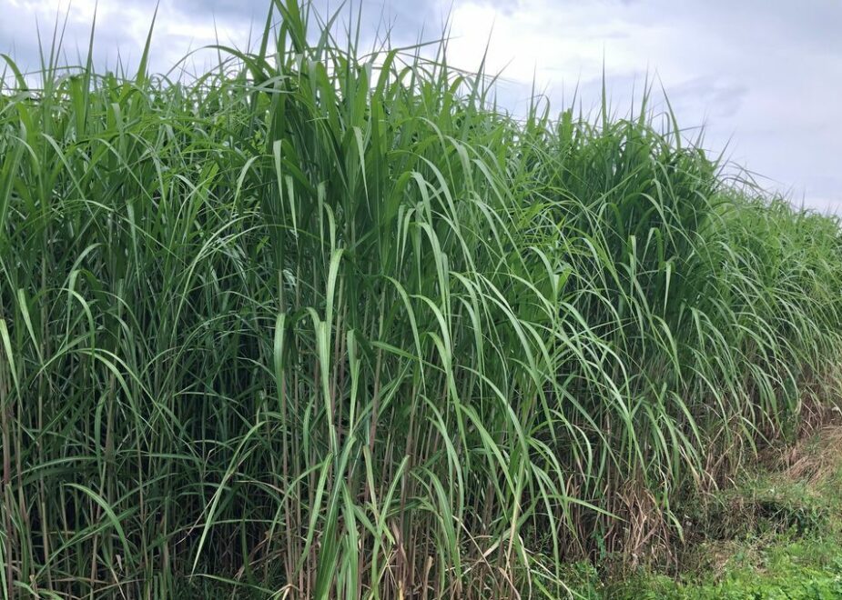 Le miscanthus, un formidable capteur de CO2 aux nombreuses propriétés