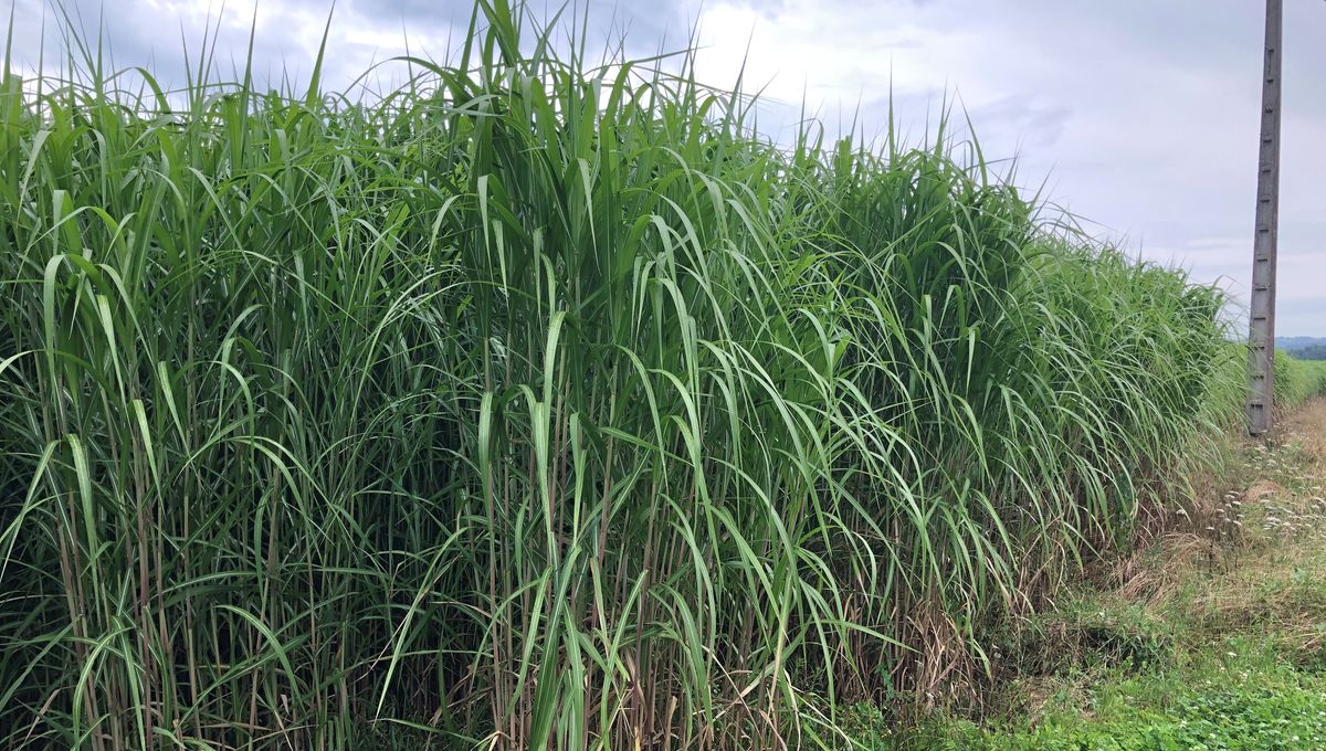 Champ de Miscanthus www.planter1arbre.fr