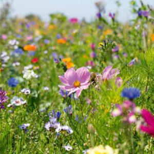 Prairie de fleurs