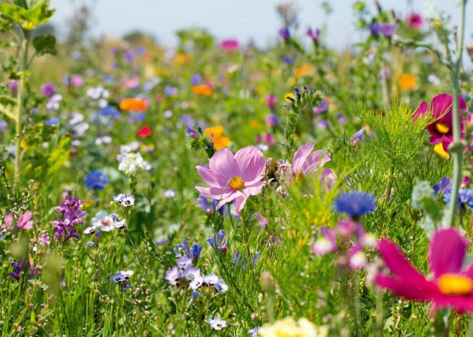 Comment les fleurs et les plantes participent-elles à la biodiversité