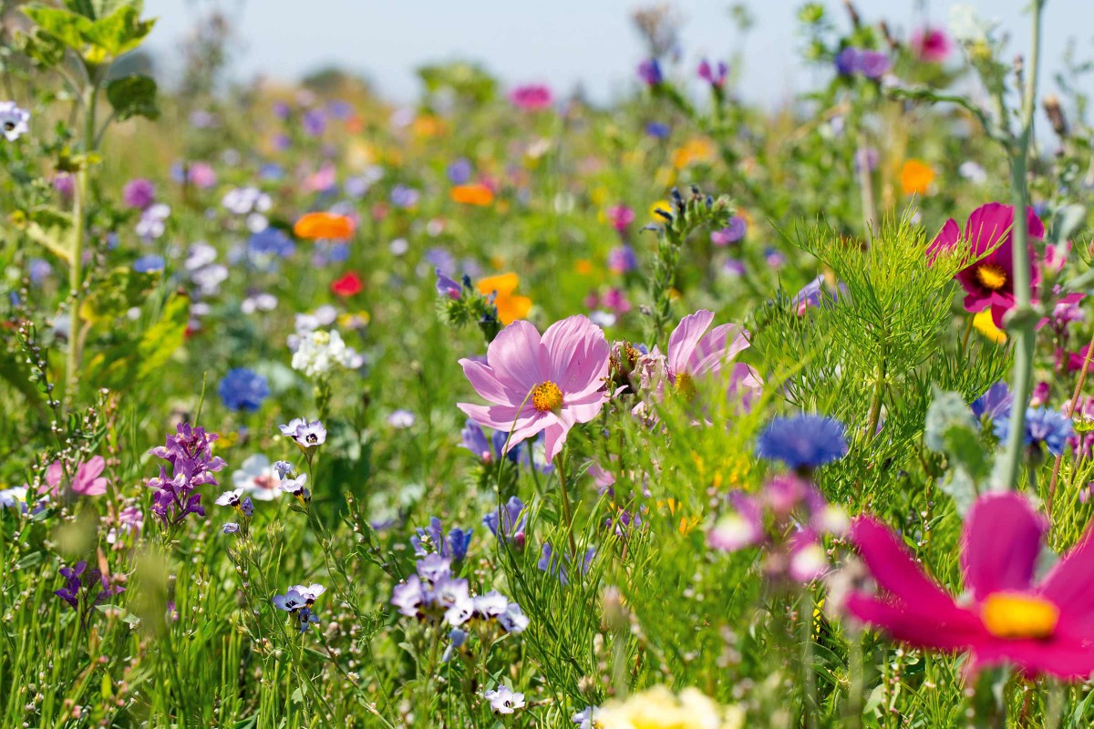 Prairie de fleurs