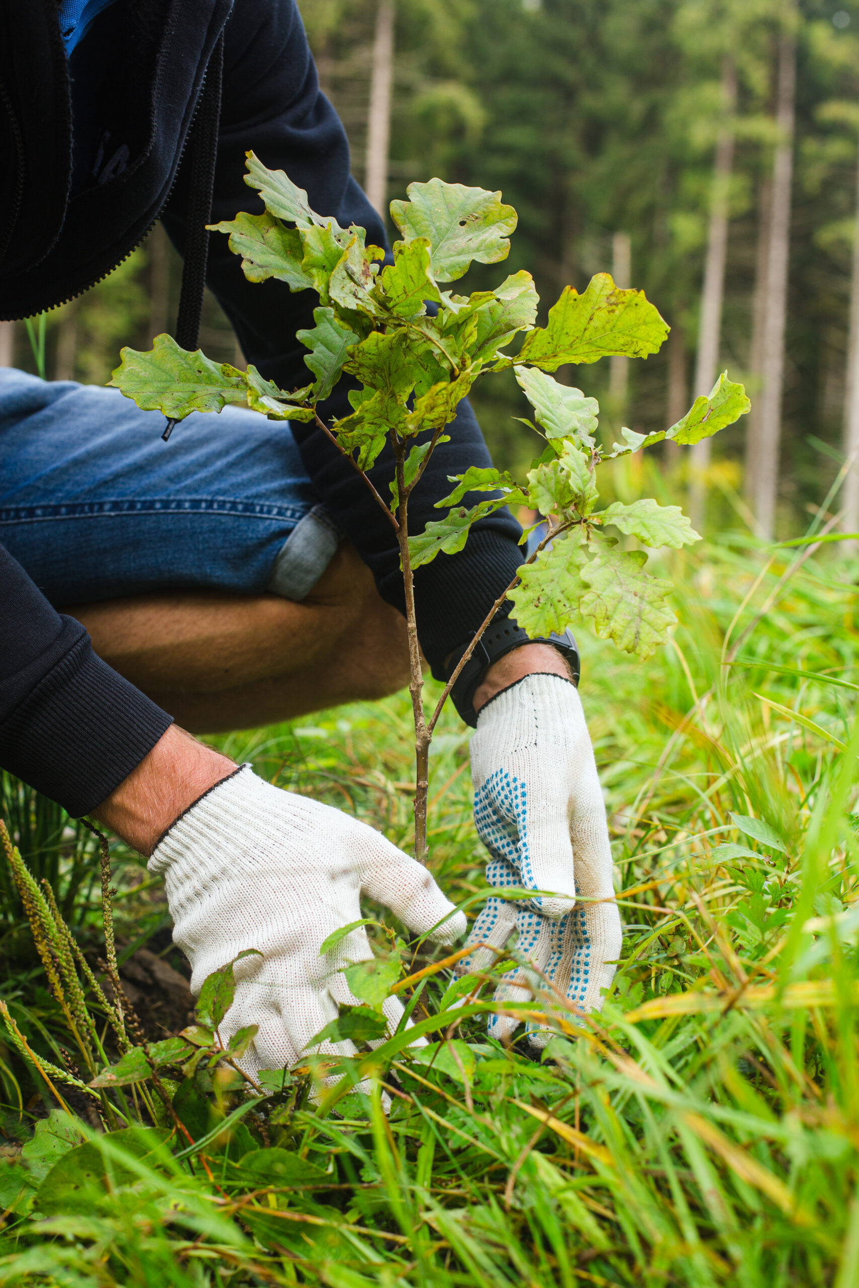 Plantation d'un jeune Chêne en forêt. Acheter sur www.planter1arbre.fr