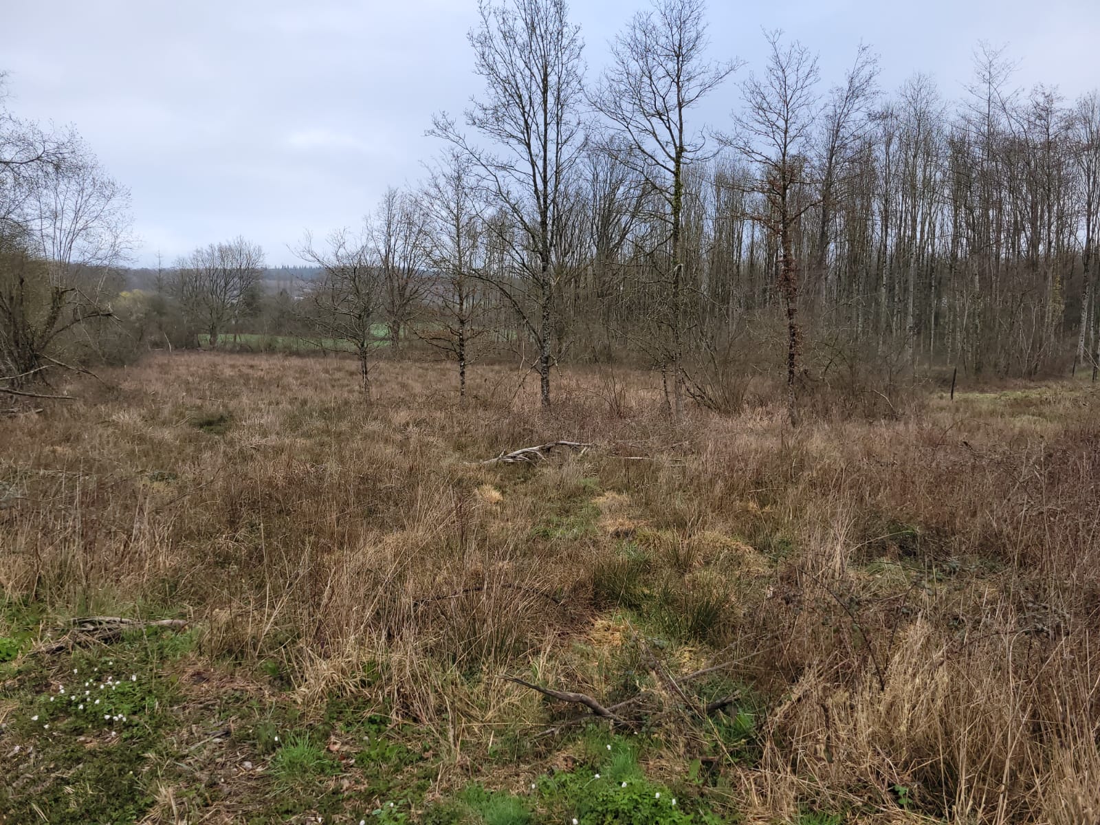 De la coupe rase à la renaissance d’une forêt durable